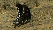 PICTURES/Gauley Bridge Falls/t_Butterfly10.JPG